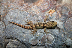 Tarentola hoggarensis