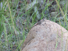 Sceloporus virgatus