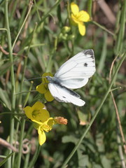 Pieris napi