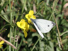 Pieris napi