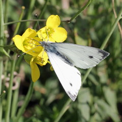 Pieris napi