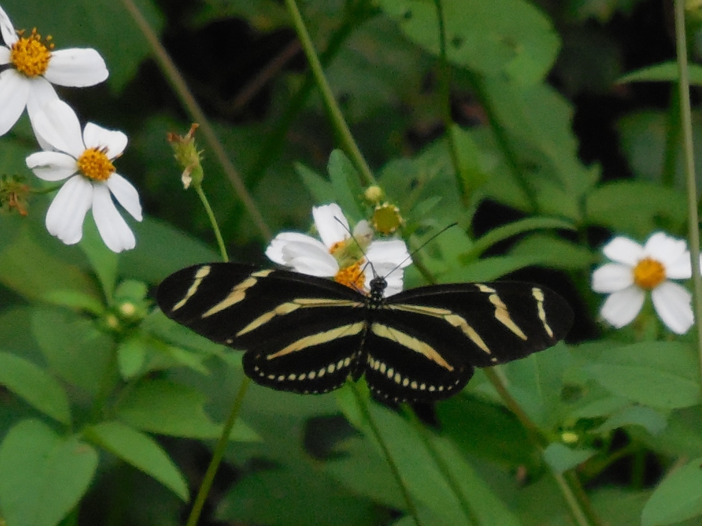 Zebra Longwing from Hugeonot Memorial Park, FL on September 28, 2014 by ...