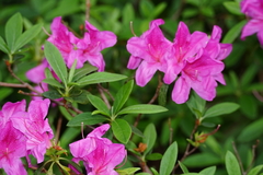 Rhododendron pulchrum phoeniceum