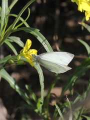 Pieris rapae