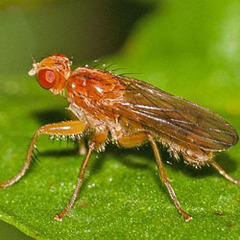 Norellisoma spinimanum