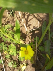 Oxalis conorrhiza