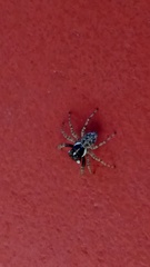 Menemerus semilimbatus