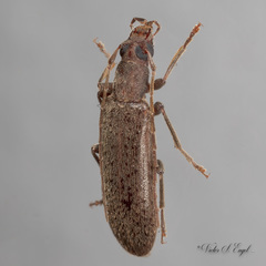 Sparedrus aspersus