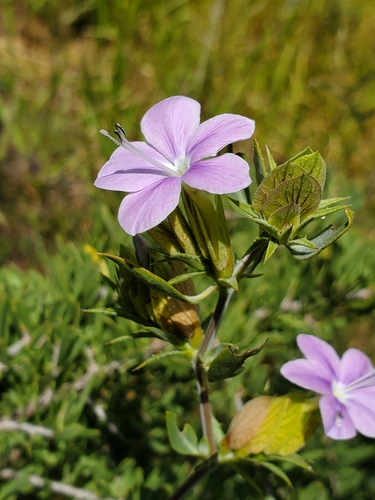 Barleria acanthoides