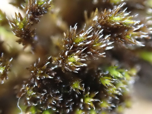 Schistidium teretinerve, 2020-09-19