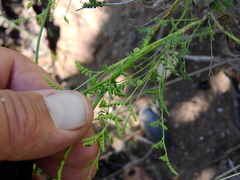 Hoffmannseggia erecta