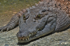 Philippine Crocodile photo 4