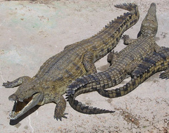 Philippine Crocodile photo 2