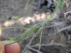 Hoffmannseggia erecta