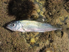Trachurus