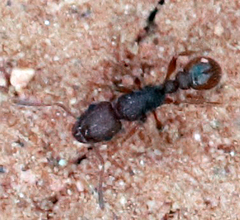 Tetramorium hispidum