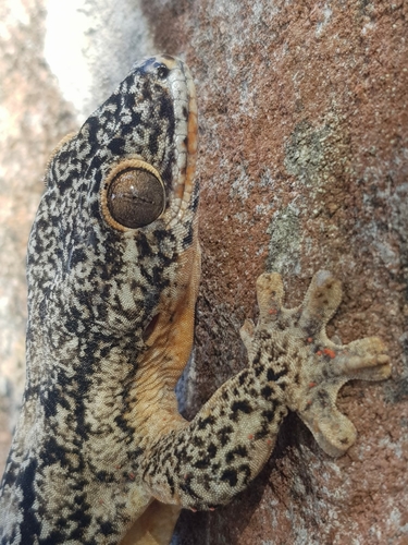 Northern Turniptail Gecko, Terre-de-Haut, Guadalupa, photo 7 of 10