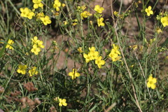 Diplotaxis tenuifolia