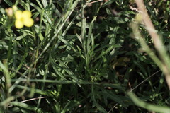 Diplotaxis tenuifolia