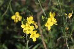 Diplotaxis tenuifolia