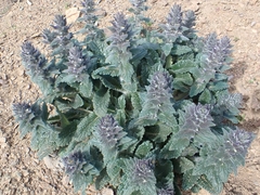 Ajuga orientalis