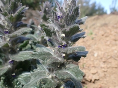 Ajuga orientalis
