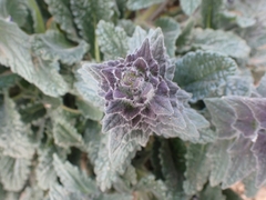 Ajuga orientalis