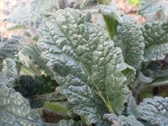 Ajuga orientalis