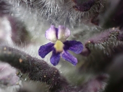 Ajuga orientalis