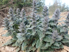 Ajuga orientalis