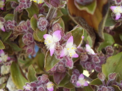 Tradescantia cerinthoides