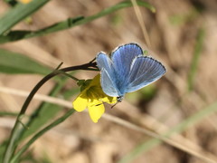Polyommatus icarus