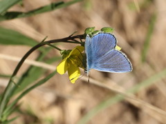 Polyommatus icarus