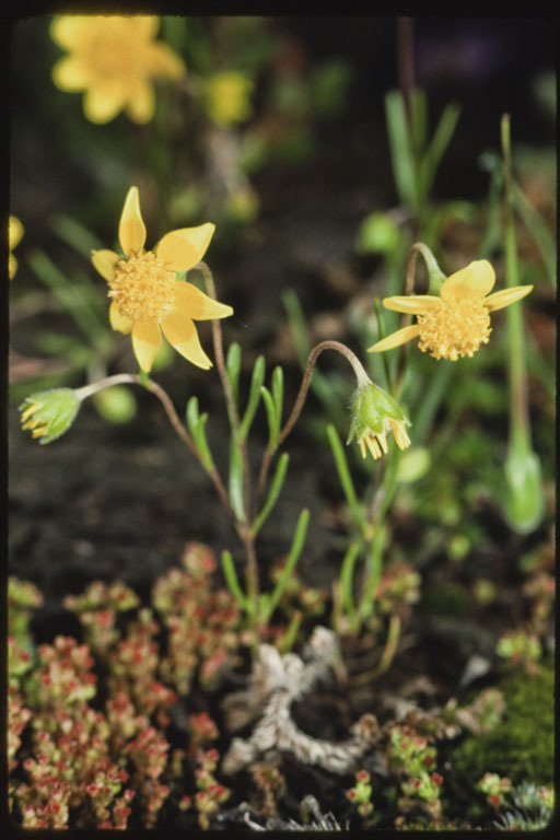 Lasthenia fremontii