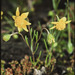 Lasthenia fremontii - Photo (c) 2011 California Academy of Sciences,  זכויות יוצרים חלקיות (CC BY-NC-SA)