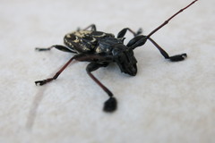 Steirastoma marmoratum