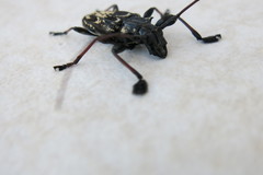 Steirastoma marmoratum