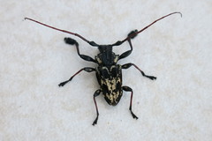 Steirastoma marmoratum