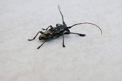 Steirastoma marmoratum