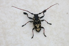 Steirastoma marmoratum