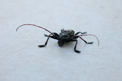 Steirastoma marmoratum