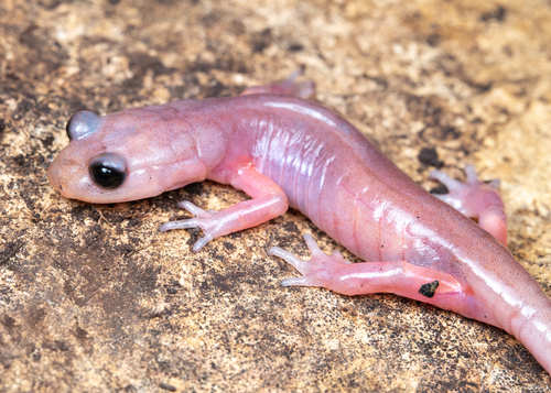 Ensatina, Santa Barbara County, CA, USA, photo 8 of 10