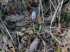 Crocus biflorus