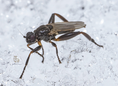 Sphaerocera curvipes