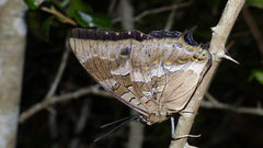 Charaxes xiphares occidentalis