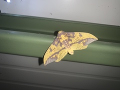 Eacles imperialis tucumana