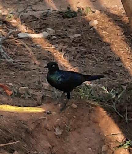 Rüppell's Starling