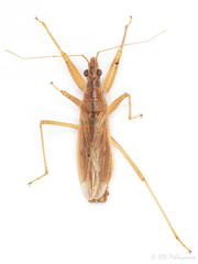 Nabis rugosus