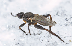 Sphaerocera curvipes