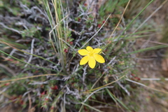 Sisyrinchium jamesonii